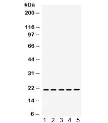 RAP1A Antibody