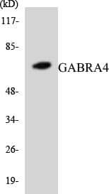 GABRA4 Antibody (aa64-113)