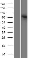 AGAP4 Protein (Over-Expression Lysate Myc-DDK (Flag))