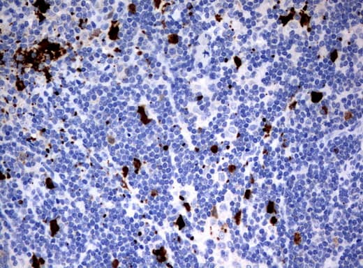 Monoclonal Mouse anti-Human IDO1 / IDO Antibody (clone UMAB126, Carrier-free, IHC, IF, WB)