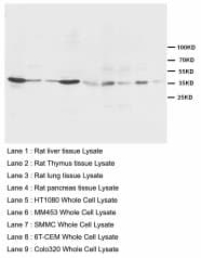 HHEX / HEX Antibody (aa24-39)