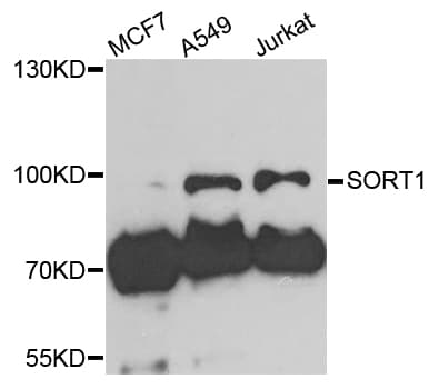 SORT1 / Sortilin Antibody