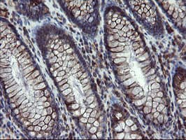 PECAM-1 / CD31 Antibody (clone OTI2C6, Carrier-free)