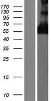 CORO6 Protein (Over-Expression Lysate Myc-DDK (Flag))