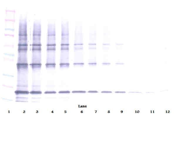 IHC-plus™ TNFSF10 / TRAIL Antibody