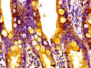 Polyclonal Rabbit anti-Human RGS1 Antibody (IHC, IF)