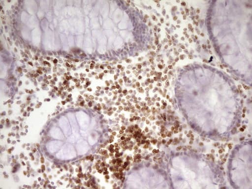 SP110 Antibody (aa232-521, clone OTI2A1, Carrier-free)