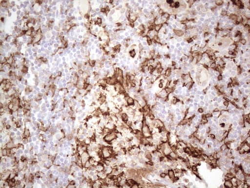 ITGAM / CD11b Antibody (clone OTI12C10)