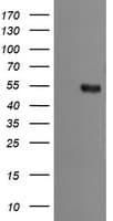 MDM4 / MDMX Antibody (clone OTI2C1)