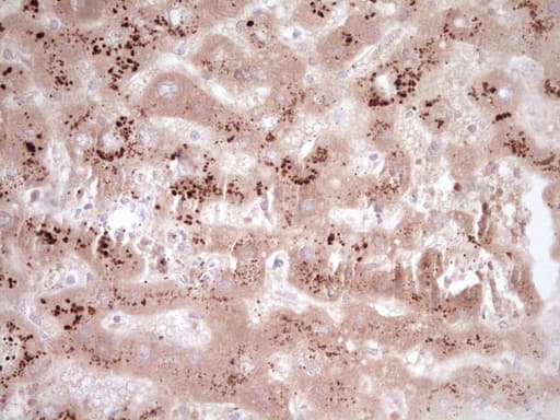 CLOCK Antibody (aa1-285, clone OTI2C3)