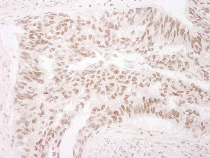 EHMT2 / G9A Antibody (aa1160-C-term)