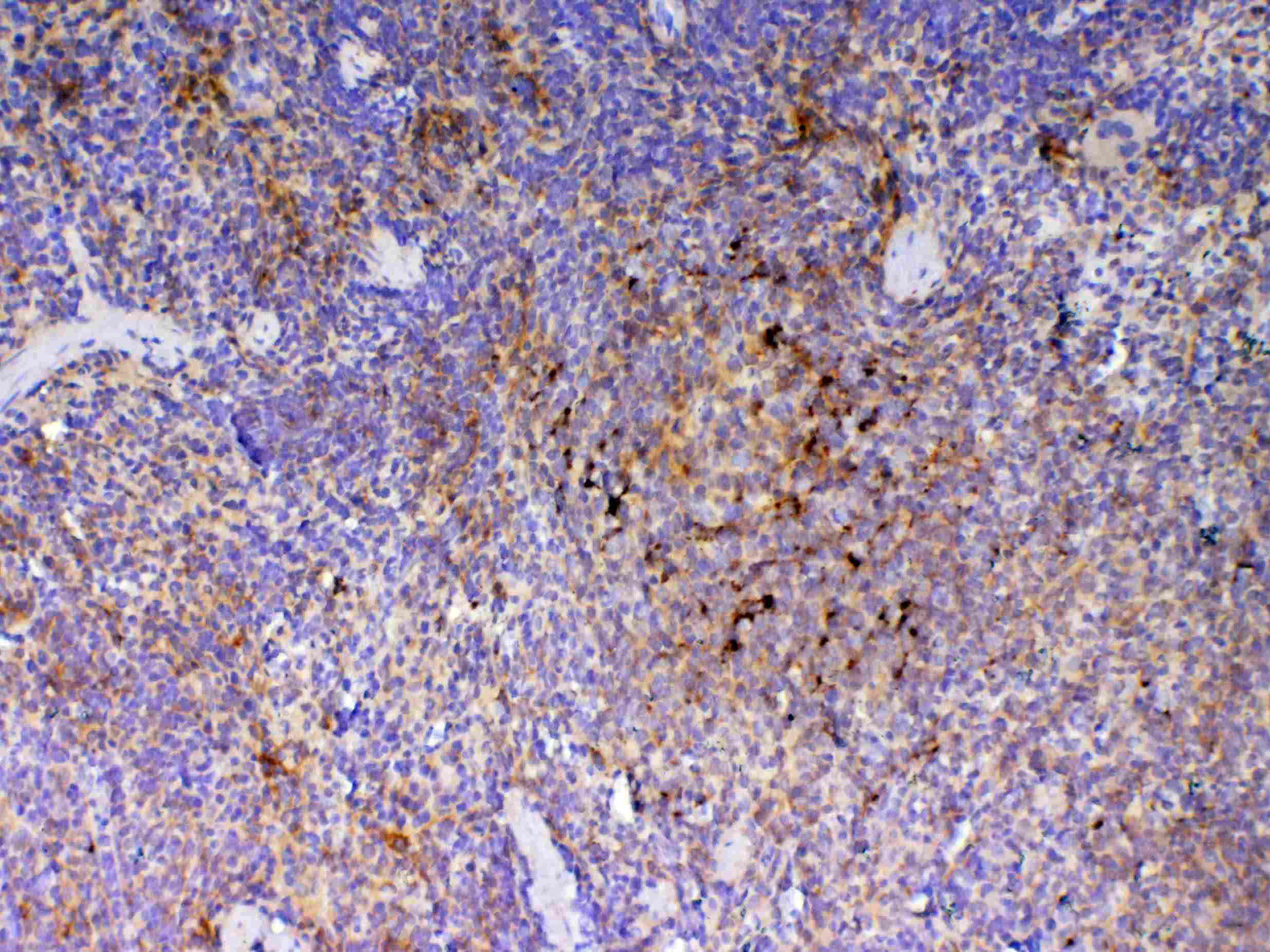 ICOS / CD278 Antibody