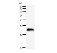 Monoclonal Mouse anti-Human BUD31 Antibody (clone G10E2C3, WB)