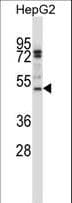 Polyclonal Rabbit anti-Human ZRP-1 / TRIP6 Antibody (aa95-124, IHC, WB)