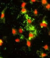 CASP8 / Caspase 8 Antibody (aa432-461)