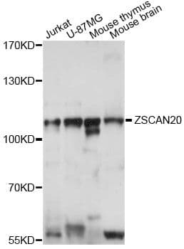 ZSCAN20 Antibody