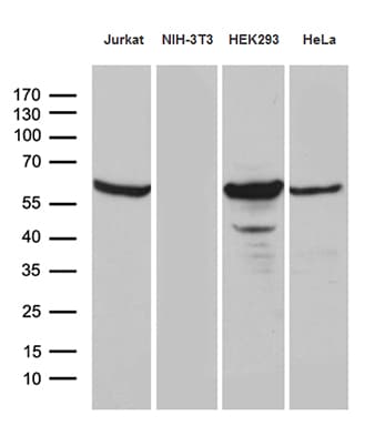 PPP2R1B Antibody (aa19-601, clone OTI8C5, Carrier-free)