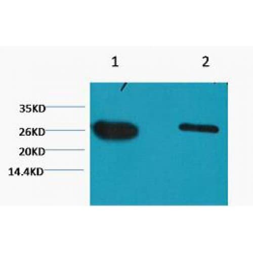 Monoclonal Mouse anti-Aequorea victoria GFP Antibody (clone Mix, WB)