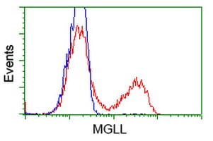 MGLL / Monoacylglycerol Lipase Antibody (clone OTI1C6)