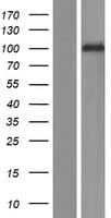 PCDHA3 Protein (Over-Expression Lysate Myc-DDK (Flag))