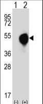 Polyclonal Rabbit anti-Human DXO / DOM3Z Antibody (aa73-99, WB)