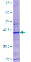 Human LYSMD3 Protein (Recombinant GST)
