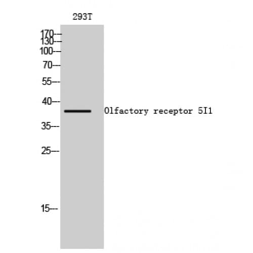 OR5I1 / OR5I Antibody (180-260 aa, Internal)
