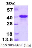 Human PQBP1 Protein (Recombinant His)