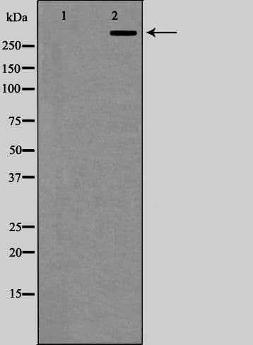 EP300 / p300 Antibody