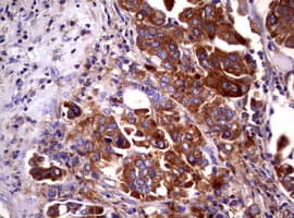 WNT3 Antibody (clone OTI1G7)