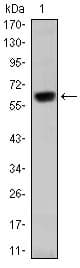 OTX2 Antibody (clone 1H12G8B2)