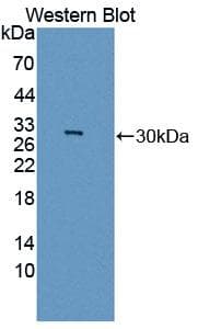 GAMT Antibody (aa2-236, FITC)