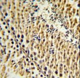 EXTL3 Antibody (aa43-72)