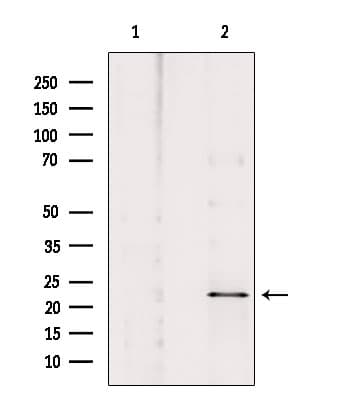 NOL3 / ARC Antibody