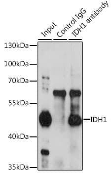 IDH1 / IDH Antibody