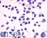 PathPlus™ MC4R / Melanocortin 4 Receptor Antibody (N-Terminus)
