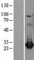 CLIC1 / NCC27 Protein (Over-Expression Lysate Myc-DDK (Flag))