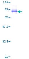 Human SAMSN1 Protein (Recombinant GST)