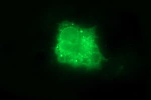 IL10RA Antibody (clone OTI1E5)