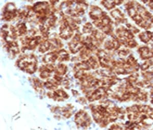 MAML2 Antibody (clone MMLP2-1)