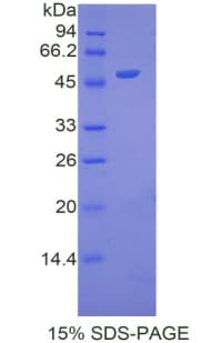 Mouse Apolipoprotein A-V (Recombinant His-GST)