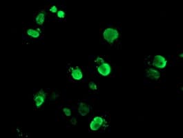 Monoclonal Mouse anti-Human FOXI1 Antibody (clone OTI2B8, aa111-350, IHC, IF, WB)