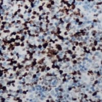 CCNB1IP1 Antibody (C-Terminus)
