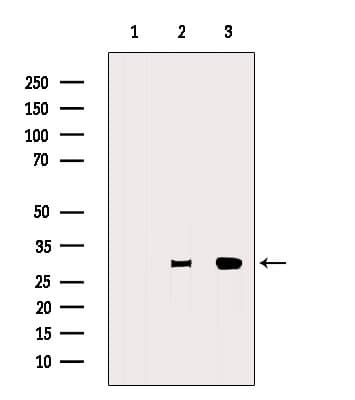 Polyclonal Rabbit anti-Human ENOPH1 / MASA Antibody (WB)