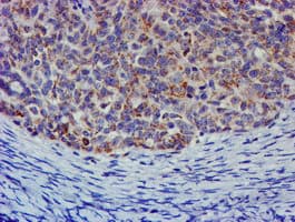 CHCHD5 Antibody (aa1-110, clone OTI6G6, Carrier-free)