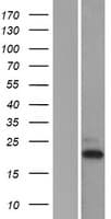 TAF10 Protein (Over-Expression Lysate Myc-DDK (Flag))