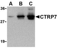 Polyclonal Rabbit anti-Human C1QTNF7 / CTRP7 Antibody (WB)