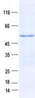 Human ANHX Protein (Recombinant His, N-Terminal)
