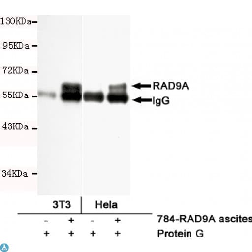 Monoclonal Mouse anti-Human RAD9A / RAD9 Antibody (WB)