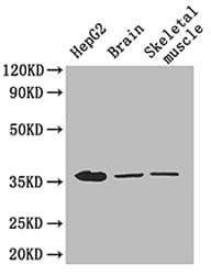 GAPDH Antibody